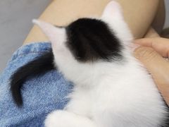 -美联众合动物医院(·中兽医·疑难杂症·严家桥分院)