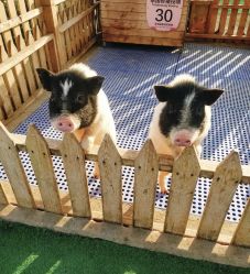 -萌宠亲子动物乐园(槐房万达店)