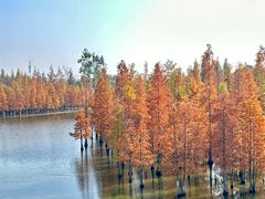 -白鹭湾湿地公园