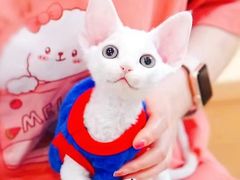 -十年猫舍·猫咪专门店(普陀店)