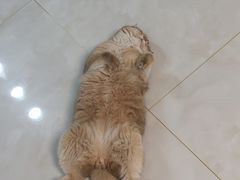-糯米喵星人总部直营旗舰店·猫舍·幼猫出售