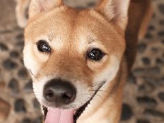 -柴犬高等学院·狗咖·柴犬售卖·宠物训练