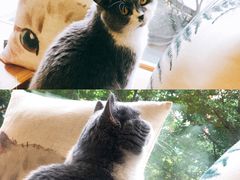 -猫和宫(六道口店)
