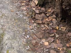 -汤旺河林海奇石景区