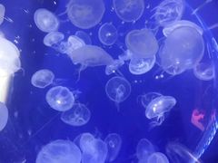 -厦门海底世界