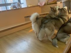 -Husky Go! 哈士奇体验馆·宠物咖啡厅狗咖