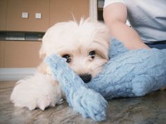 -pd派德宠物中心医院24H急重症·眼科中心·血液透析中心(嵩山北路店)