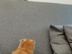 -御宝贝·A梦猫科宠物医院(国际猫友好医院)
