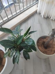 -HEYAN荷妍专业脱毛连锁机构
