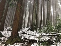 -武陵山森林公园