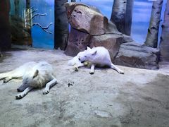 -芜湖新华联大白鲸海洋公园