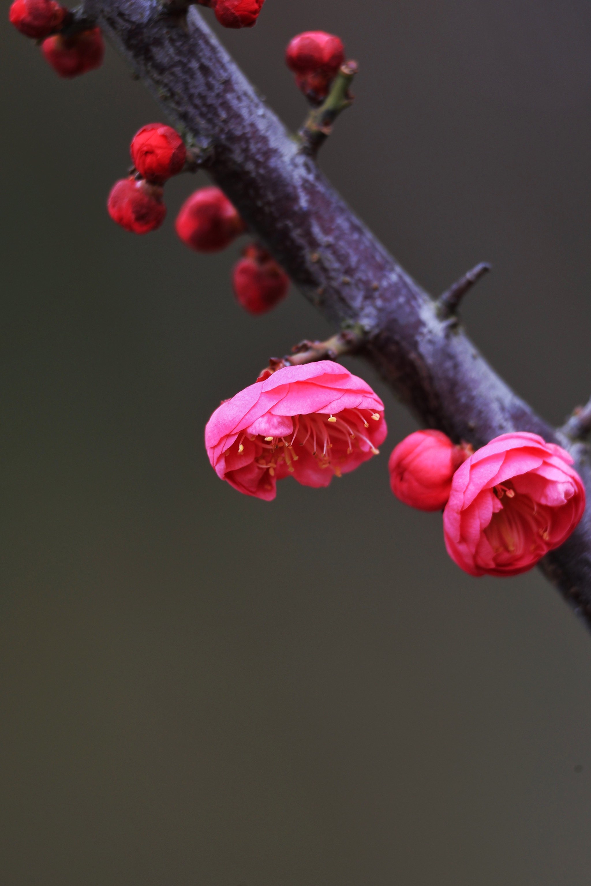 梅花在什么季节开放图片