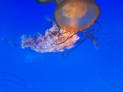 -太平洋海底世界