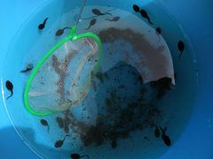 -碓臼峪自然风景区