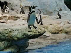 -帝企鹅自助餐厅•儿童岛•真企鹅(长隆企鹅酒店)