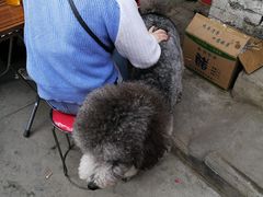 -吕家米皮