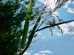 -野鸭湖国家湿地公园