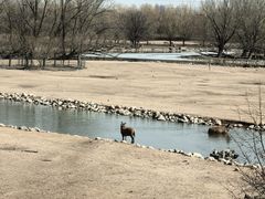 -北京麋鹿生态实验中心