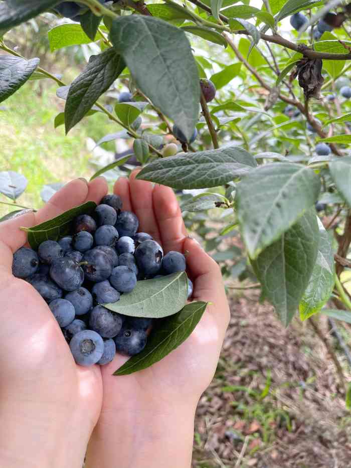 蓝彩虹蓝莓基地-"去年摘过蓝莓,想着今年再来摘一次,但是又.