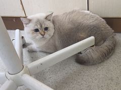 -宠颐生宠物医院·心肾内科·猫专科诊疗中心宠巢店
