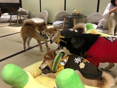 -逗柴咖啡屋·狗咖猫咖宠物桌游