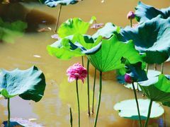 -深圳仙湖植物园