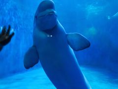 -多彩贵州城极地海洋世界