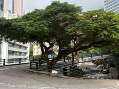 -香港大学