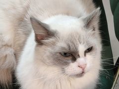 -喵喵咪呀布偶猫咖(春熙路店)