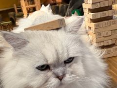 -猫猫幼稚园·撸猫·桌游·电玩
