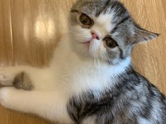 -滚猫咖啡·猫咖·猫友好撸猫(未来城店)