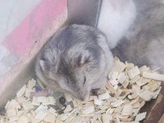 -钓仓鼠(洋桥北里小区店)