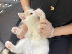 -lincat·猫舍(广州店)