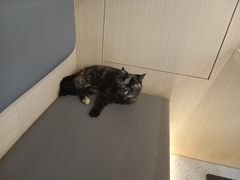 -喵园·猫主题咖啡厅·撸猫·猫咖(国贸店)