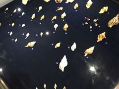 -青岛贝壳博物馆