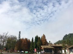 -武陵山森林公园