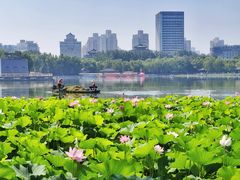 -莲花池公园