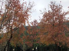 -顺峰山公园