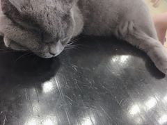 -萌喵咖啡屋(人民东路4号口M16商铺店)