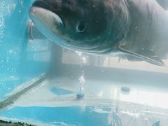 -全乐鱼馆·淳牌有机鱼直营店