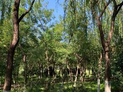 -大兴滨河森林公园