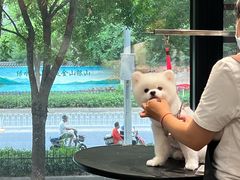 -樱桃家的宠物店(君安花园店)