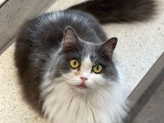 -飞行喵MR PILOT|猫舍·猫咖(静安大融城店)