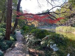 -叶家花园