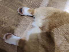 -喵屋coffee