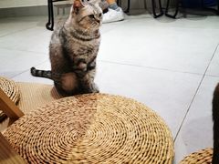 -Heymao猫咖.咖啡厅(东门店)