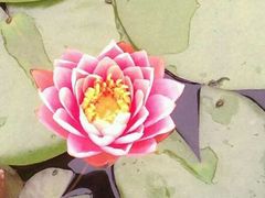 -泗洪洪泽湖湿地景区