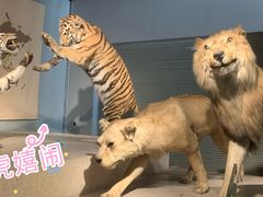 -上海自然博物馆