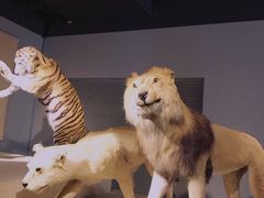 -上海自然博物馆