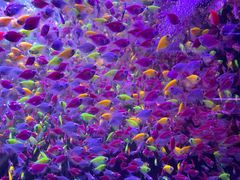 -中环花鸟鱼虫市场